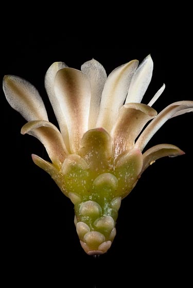 Gymnocalycium schickendantzii
